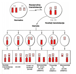 translokacija premještanje dijela kromosoma
