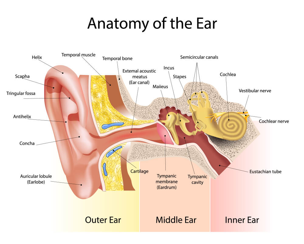 Građa uha