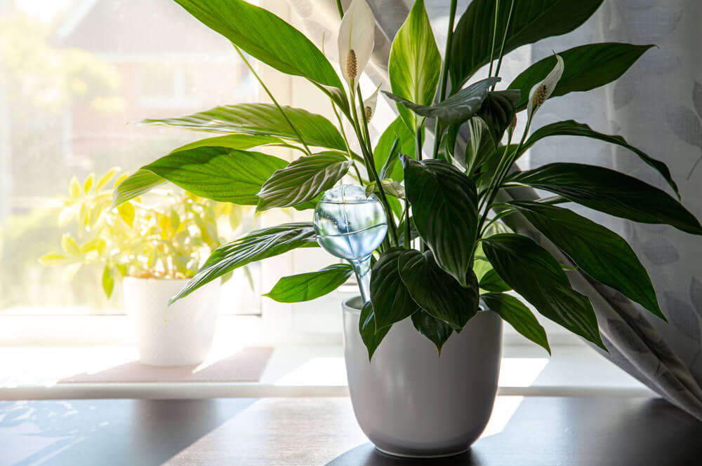 Spathiphyllum