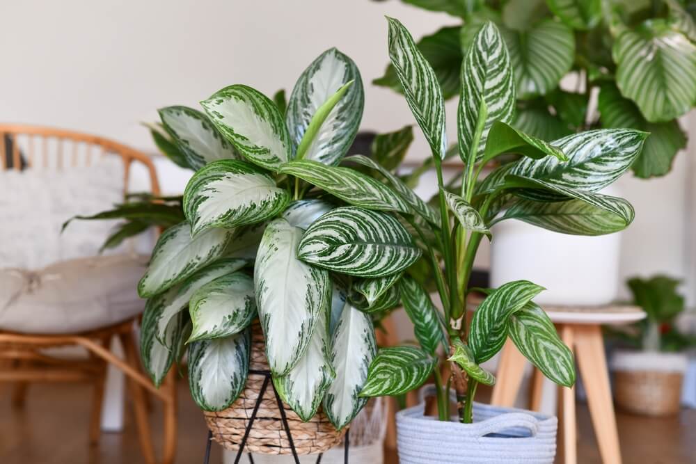 Aglaonema