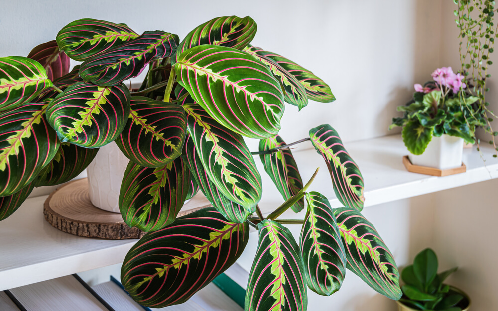 Maranta