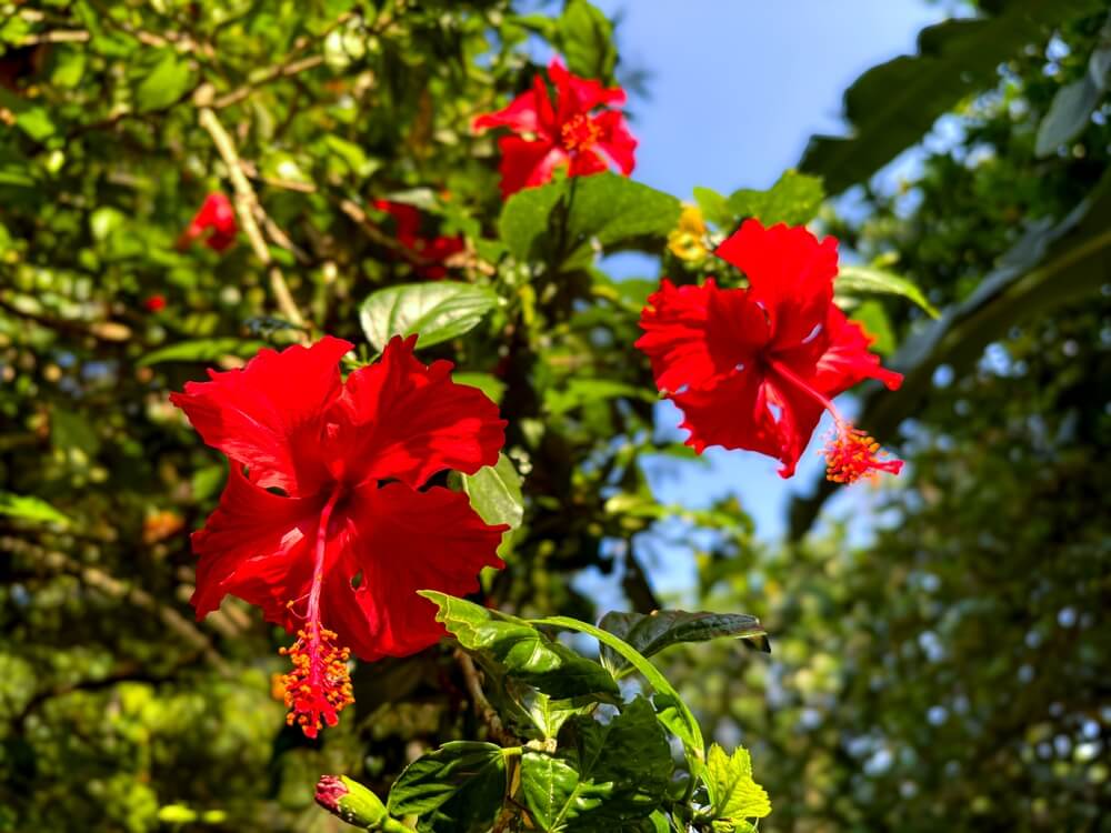 Hibiskus