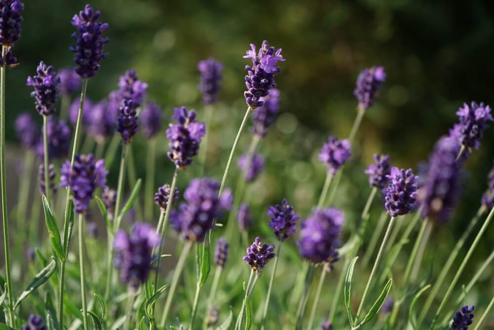 Lavanda 