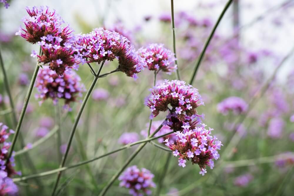 Verbena